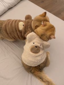 อุ่น ผ้าขนแกะ สัตว์เลี้ยง เสื้อกั๊ก ฤดูใบไม้ร่วง ฤดูหนาว เสื้อผ้าสุนัขแมวไล่ระดับ ดีไซน์ น่ารัก การถ่ายภาพ Essential Cozy Knitted Petwear