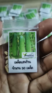 50 เมล็ด แตงร้าน เมล็ดแตงร้าน (ขยายพันธุ์ต่อได้) เมล็ดแตงกวา แตงกวา