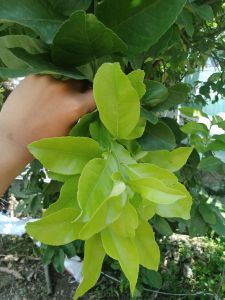 LEMON LEAVES (10pcs) Herbal Tea