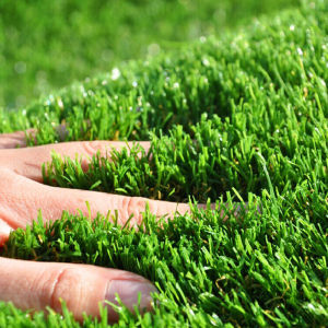 Karpet Rumput Hias Taman: Mengenal Rumput Hijau Sintetis Swiss