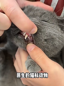 PE-1531 แคทนิปของเล่นแมวรูปทรงก้างปลา มาคู่กับไม้ มาทาทาบิ 2 in 1 ช่วยคลายเครียด พร้อมส่ง🌻🫶🏻