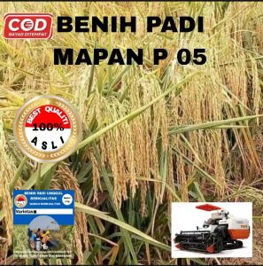 BENIH PADI MAPAN P 05 UNGGUL BERKUALITAS 1KG