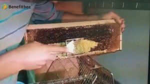 Alat Lebah / skop alat panen madu lebah / Alat ternak lebah cerana melifera original