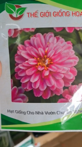 Hạt Giống Cúc Lá Nhám Lùn F1 ZIN526 THẾ GIỚI GIỐNG HOA (Gói 100 hạt) - Hoa tím Raspberry (NSX 2026)