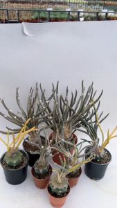 คาปุดเมดูซ่า คาปุดด่าง Astrophytum caput medusae แคคตัสด่างสะสมได้