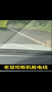 Pil penghalau perosak dan tikus Penghalau tikus terbaik Penghalau serangga paling semula jadi 虫鼠驱赶丸