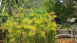 👑&ต้น - กกญี่ปู 1 ชุด ไม้กระถาง ไม้น้ำบ่อบัว ไม้ใบ กอ