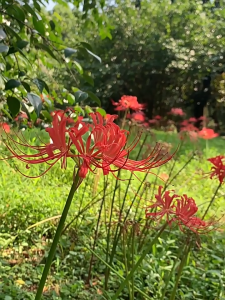 Bộ 5 củ giống hoa bị ngạn mix màu - FlowerSeeds