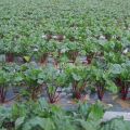 Buah Bit/Beet Root Fresh 1kg. 