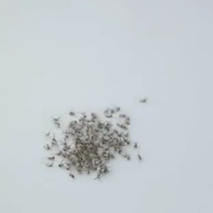 รับประกันสามปี Tefal เครื่องดักยุง เครื่องไล่ยุง mosquito killer ที่ดักยุงไฟฟ้า ที่ดักยุง 300000V usb เครื่องดักยุงไฟฟ้า เครื่องช็อตยุง เครื่องดักยุงและแมลง เครื่องดักยุงไฟฟ้า มีการรับประกัน ไฟดักยุง เครื่องช๊อตยุง mosquito killer electric