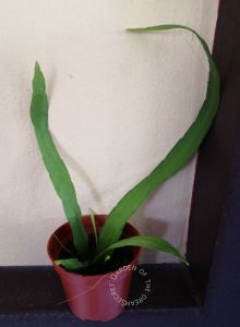 AnakPokok Bakawali Mini Warna Putih lol Berseri / Epiphyllum Pumilum《细叶昙花》