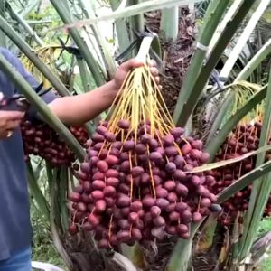 PUPUK AGRO LESTARI BIRU 1 LITER: Pupuk Penyubur Perangsang & Pelebat Tanaman Buah