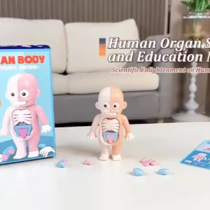 Mainan Edukasi Human Body Anatomy Model