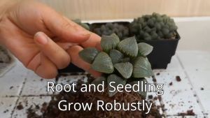 MESHPOT SUCCULENTS POT CASTUS POT