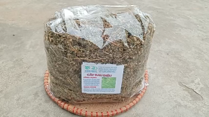 1kg cây rau diệu sấy khô