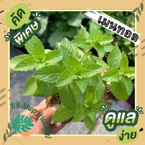 6ซม. ต้นเมนทอลกระถาง ต้นไม้สมุนไพร ผักสวนครัว ผักสวนครัวปลูกง่าย ผักสวนครัวพร้อมปลูก