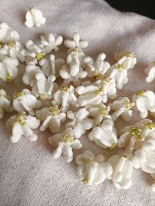 ดอกรักดินไทย ความสูง1.5เซนติเมตร