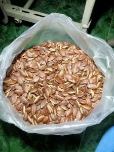 กระบกตากแห้ง