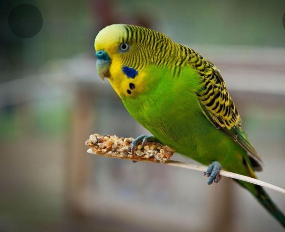 Burung budgie hot sale