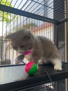 Đồ Chơi Banh Chuông Bảy Màu Cho Chó Mèo