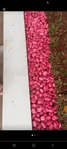 Promo Batu Koral Warna Merah 1kg & Batu Aquarium Hiasan\\n\\n Batu Koral Warna Merah 1kg\\n\\nBatu Koral Warna Merah 1kg adalah produk yang sangat direkomendasikan untuk aquarium Anda. Batu ini bukan hanya murah, tetapi juga berkualitas tinggi. Berikut ini adalah beberapa manfaat dan cara memilih batu koral yang tepat.\\n\\n Batu Koral Murah & Berkualitas\\n\\nBatu Koral Warna Merah 1kg adalah pilihan yang tepat untuk Anda yang mencari batu alam murah namun berkualitas. Batu ini cocok untuk aquarium dengan ukuran beragam dan akan memberikan warna yang indah ke dalam aquascape Anda.\\n\\n Manfaat Batu Koral Warna Merah untuk Aquarium\\n\\nBatu Koral Warna Merah memiliki banyak manfaat bagi aquarium Anda, antara lain:\\n\\n- Menambah estetika dan warna ke dalam aquascape Anda\\n- Menjadi tempat persembunyian dan bermain bagi ikan\\n- Menyediakan tempat untuk pertumbuhan mikroorganisme yang bermanfaat\\n\\n Cara Memilih Batu Koral yang Tepat\\n\\nBerikut ini adalah beberapa tips dalam memilih batu koral yang tepat untuk aquarium Anda:\\n\\n- Pilih batu dengan warna yang cocok dengan aquascape Anda\\n- Periksa kualitas batu sebelum membeli\\n- Pilih batu dengan bentuk yang unik dan menarik\\n\\n Batu Aquarium Hiasan\\n\\nSelain Batu Koral Warna Merah, ada juga batu hiasan lainnya yang dapat menambah nilai estetika aquarium Anda. Berikut ini adalah beberapa jenis batu hiasan yang dapat Anda pilih.\\n\\n Batu Nyala untuk Aquarium\\n\\nBatu Nyala adalah jenis batu hiasan yang dapat memberikan cahaya indah ke dalam aquarium Anda. Batu ini cocok untuk aquarium dengan ikan yang suka bermain di area gelap.\\n\\n Batu Hiasan untuk Dekorasi Aquarium\\n\\nBatu hiasan lainnya yang dapat Anda pilih adalah batu hiasan dekoratif. Batu ini memiliki bentuk yang unik dan menarik, yang dapat menambah nilai estetika aquarium Anda.\\n\\n Keunggulan Batu Hiasan dalam Aquarium\\n\\nBerikut ini adalah beberapa keunggulan batu hiasan dalam aquarium:\\n\\n- Menambah nilai estetika aquarium\\n- Menjadi tempat persembunyian dan bermain bagi ikan\\n- Menyediakan tempat untuk pertumbuhan mikroorganisme yang bermanfaat\\n\\n Keamanan Batu untuk Anak-Anak\\n\\nBatu Aquarium ini sangat aman untuk anak-anak karena menggunakan cat berkualitas tinggi. Berikut ini adalah beberapa tips dalam menggunakan batu aquarium dengan aman:\\n\\n Cat Berkualitas untuk Batu Aquarium\\n\\nPastikan batu aquarium yang Anda gunakan menggunakan cat berkualitas tinggi, seperti yang digunakan pada Batu Koral Warna Merah 1kg. Cat berkualitas akan membuat batu lebih aman untuk anak-anak dan ikan.\\n\\n Tips Menggunakan Batu Aquarium dengan Aman\\n\\nBerikut ini adalah beberapa tips dalam menggunakan batu aquarium dengan aman:\\n\\n- Jangan menaruh batu terlalu dekat dengan filter atau peralatan lainnya\\n- Bersihkan batu secara teratur untuk menjaga kualitas air aquarium\\n- Jangan menaruh batu terlalu dekat dengan ikan yang sensitif\\n\\n Perawatan Batu Aquarium untuk Anak-Anak\\n\\nBerikut ini adalah beberapa tips dalam merawat batu aquarium untuk anak-anak:\\n\\n- Bersihkan batu secara teratur untuk menjaga kualitas air aquarium\\n- Jangan menaruh batu terlalu dekat dengan ikan yang sensitif\\n- Pastikan batu yang digunakan aman untuk anak-anak\\n\\nSemoga artikel ini membantu Anda dalam memilih batu aquarium yang tepat untuk aquarium Anda. Selamat mencoba!\n}