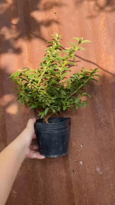 Cây Ổi Sê (Ổi Lá Kim) - Tổng thể tầm 20-30 cm - Cây trồng chậu mau ra quả!