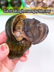 Kìm tách hàu cắt đầu ốc 4 trong 1 kết hợp đa năng mở nắp chai KÌM TÁCH HÀU.