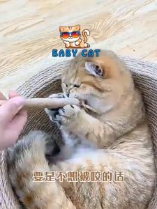 1/ PCS Cat Tooth Grinding stick Cat Toys Chewing Cleaning Teeth Cat Chew Sticks
