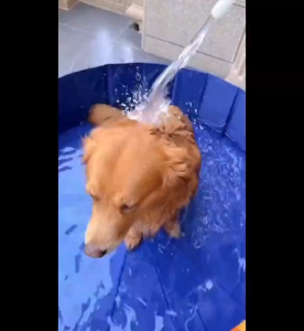 สระว่ายน้ำใหญ่ สระน้ำ อ่างอาบน้ำใหญ่ สระน้ำเป่าลม สระน้ำเด็ก สระน้ำพับได้ สระน้ำสุนัข สระน้ำ สระว่ายน้ำเด็ก สระน้ำครอบครัว อ่างอาบน้ำแบบพับเก็บได้