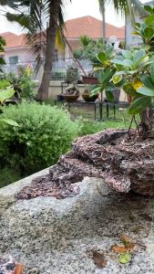 กระถางต้นไม้ กระถางงานปั้น งานHandmade มีแค่1ชิ้น พร้อมส่งครับ