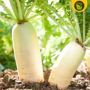 binhi 100 seeds for planting labanos radish vegetable plant