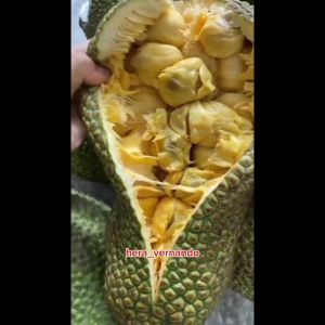 Bibit Cempedak Super Okulasi Cepat Berbuah