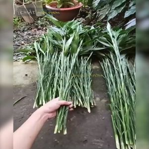 Bó 10 Cây phát tài lá siêu đẹp dùng cắm hoa (tùy chọn chiều cao từ 20-100cm)
