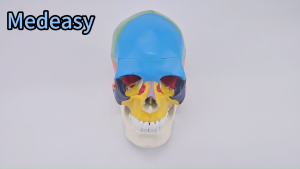 Color‑Coded Human Skull Anatomical Model Medical training or teaching