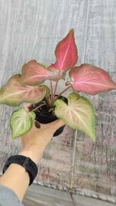 คุณหญิง บอนสี ( เจ้าสาวไม่ป้าย ) Caladium