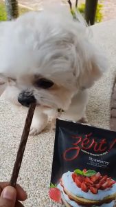 All Stages Adult Puppy 55g 5kg below Zert Dentacare Dessert Dog Dental Sticks Dog Snack Dog Treats Dog Food Dog