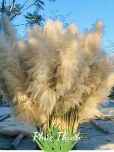 Bông lau Khô trang trí