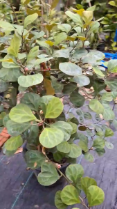 ต้นสาริกาลิ้นทอง ทรงพุ่มใหญ่ ขนาดสูง 80-85 ซม.  พร้อมกระถางพลาสติก