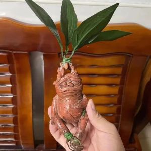 Mandrake Mandala Grass Resin Decorative Item Home Decor Garden Decoration Nordic Style Plant Shape Synthetic Resin Ornament