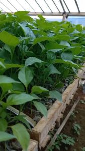 Bibit Cabe Rawit Hijau Termurah