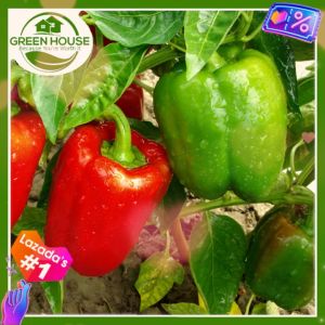 Green House® - Bonsai Bell Pepper Seeds for Planting Vegetable Plants (20 Seed) incl. Instruction Siling Kampana Tamban