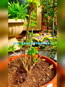 100G 有机高磷肥 特质骨粉 Bone Meal Baja Bunga Organic Fertiliser Phosphorus Fertilizer 通用型花卉蔬果盆栽种菜有机肥