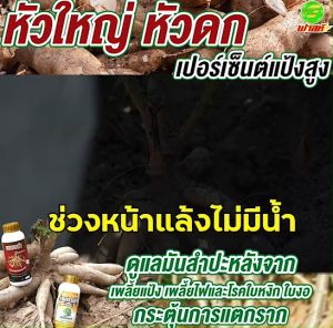 เพิ่มเปอร์เซ็นแป้ง เพิ่มการแตกราก เสริมสร้างประสิทธิภาพการสังเคราะห์แสง เซ็ตการันตี เพชรดำลงหัว(500cc)+เพชรดำแช่ท่อน(500cc) สารสกัดจากธรรมชาติ100%