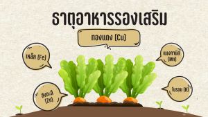 Transform plus 2 ทรานส์ฟอร์ม พลัส 2 ต้นทุนลด ผลผลิตดี มีเงินเหลือ เมื่อใช้ธาตุรองเสริมทางใบ ทำให้ขั้วเหนียว แตกดอก ผลดก ขยายขนาดรสชาติดี ขนาด 1 ลิตร