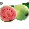 jambu getas merah siap buah. 