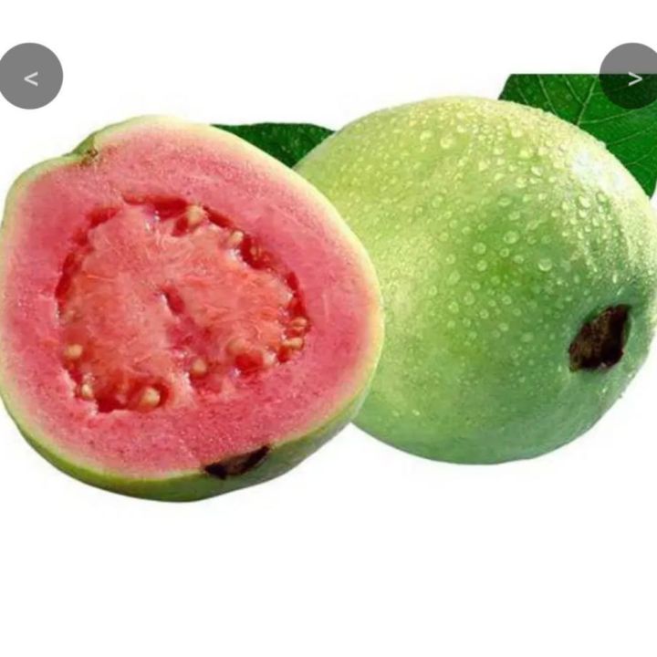 jambu getas merah siap buah