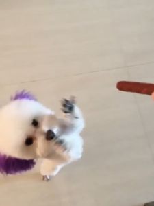 ขนมสุนัข ขนมน้องหมา เนื้อแท่ง ขนมหมา แบบแท่งรสเนื้อ แท่งเนื้อขนมสุนัข ขนมสุนัขแท่งนิ่ม เม็ด โปรตีนสูง แท่งนิ่ม ทำจากเนื้อวัวแท้ ขนาด 500 กรัม เหมาะมากสําหรับสุนัข