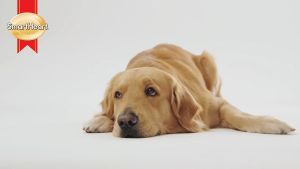 Smart Heart Dog Wet Food in Pouch 130g