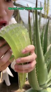 Aloe vera gel Anti-acne cream 40g Moisturizing hydrating refreshing and non-sticky nourishes the skin and maintains its original beauty