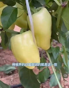 Benih Lada Benggala Putih(35/50 Seeds)/白玉彩椒灯笼椒 /White Sweet Pepper Capsicum Seeds